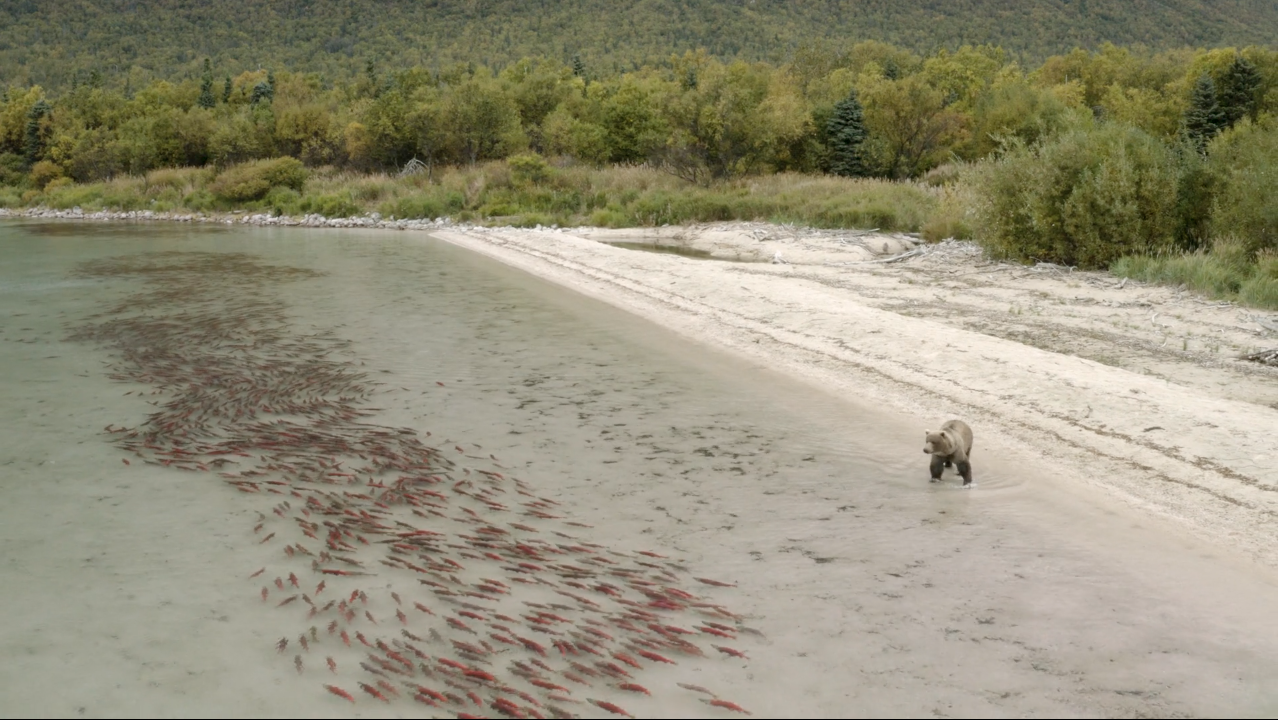 Watch This Epic Ecosystem Around Alaska's Sockeye Salmon Return