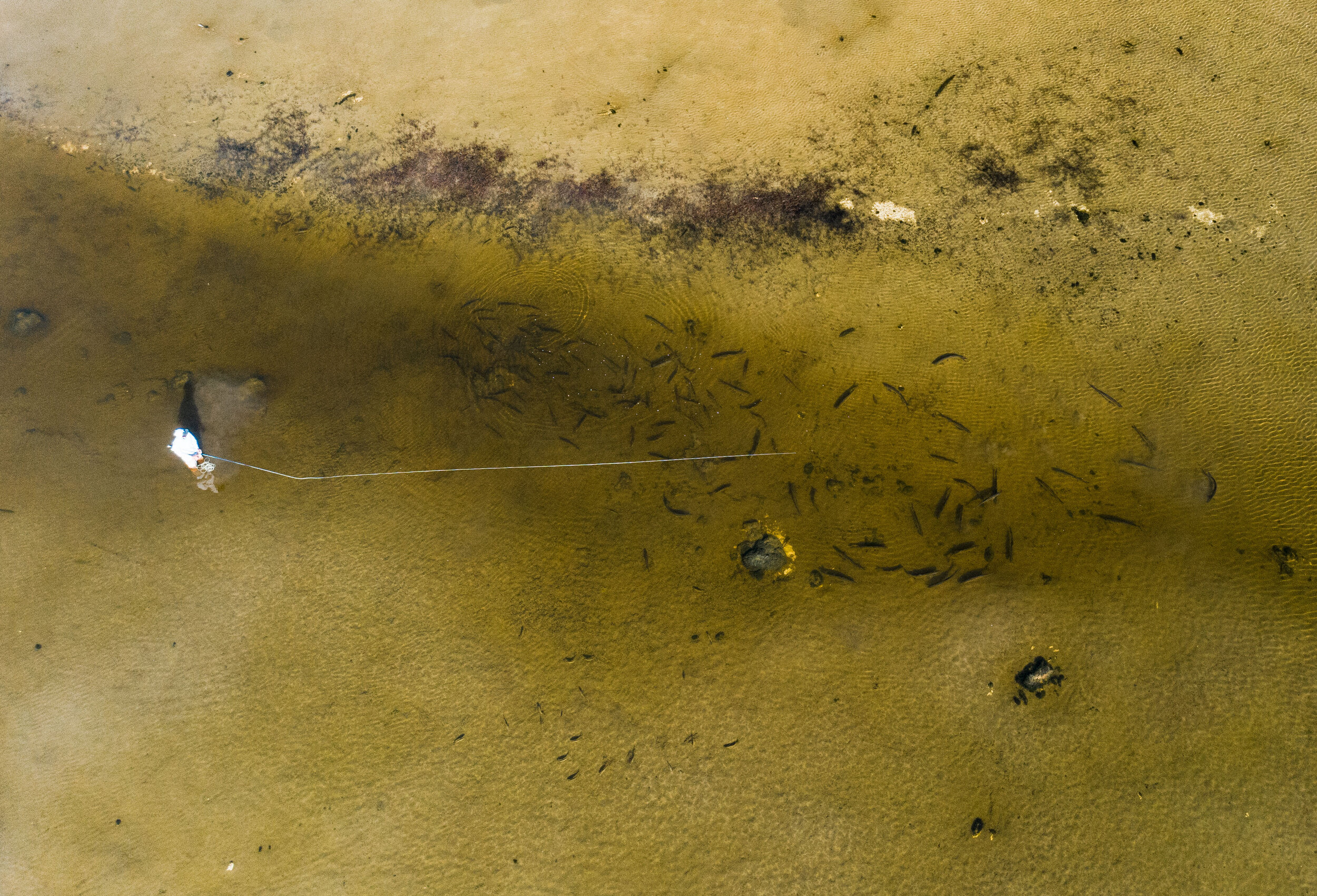 Fly Fishing The Bahamas With The Delphi Club