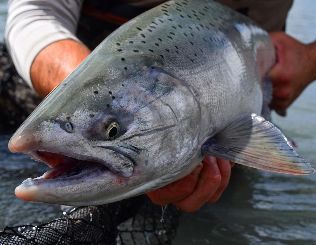 Steelhead & Salmon Fishing on the Skeena: Nicholas Dean Outdoors