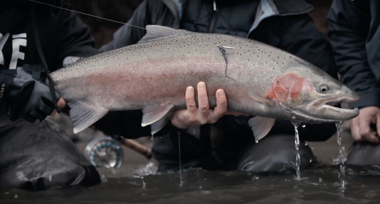 Fly Fishing for Steelhead in British Columbia