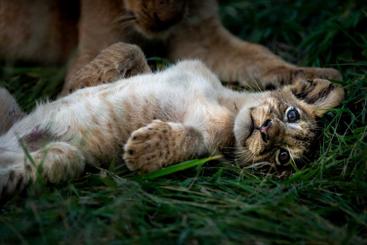 Insider Scoop: Singita