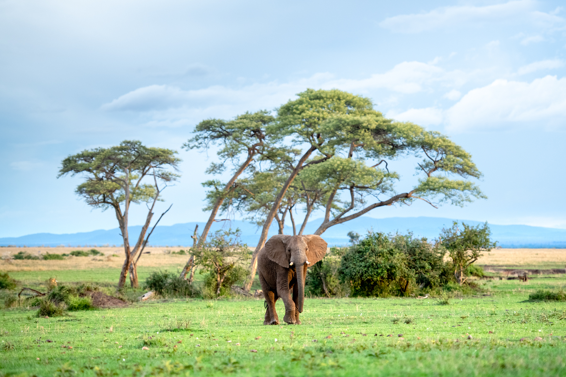 Want a better life? Connect with wildlife.