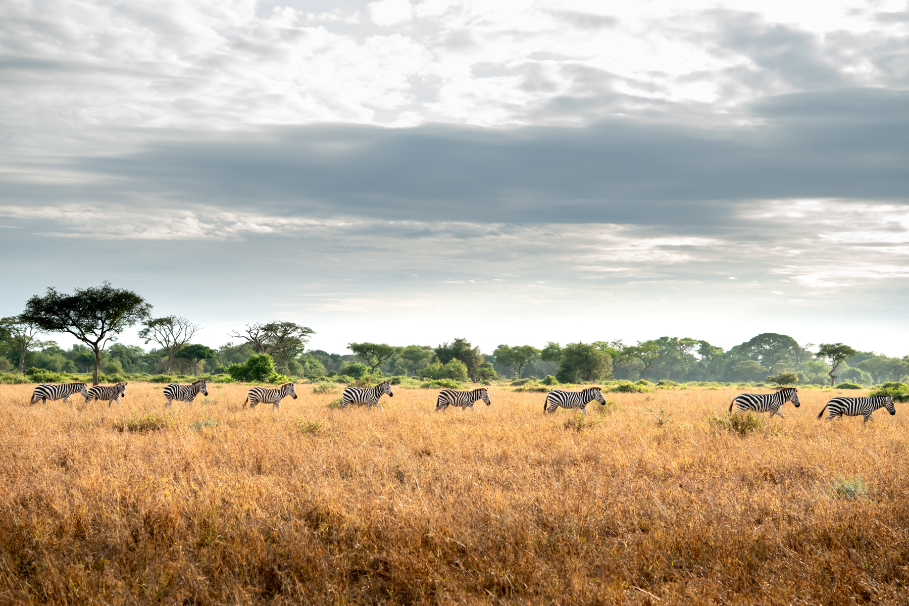 Want a better life? Connect with wildlife.