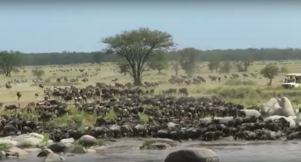 Watch Africa's Great Wildebeest Migration