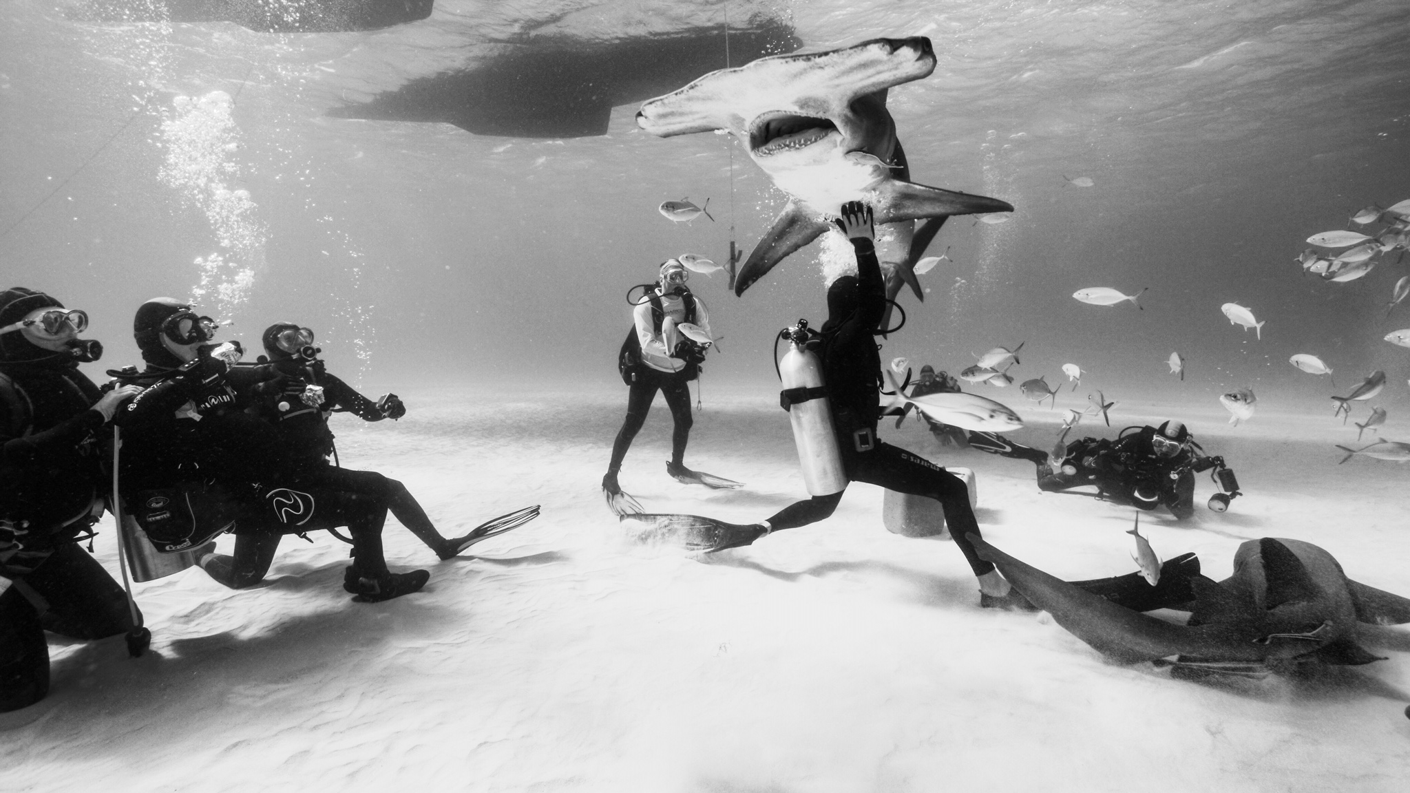 Join Shark Explorer's Tiger Shark Diving Expedition, Bahamas