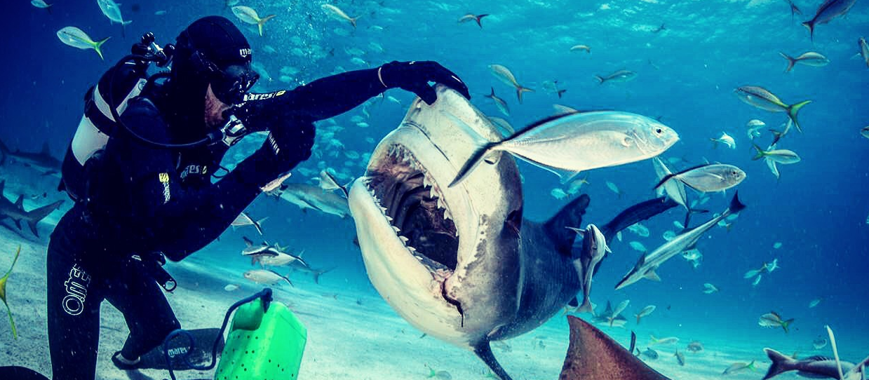Join Shark Explorer's Tiger Shark Diving Expedition, Bahamas
