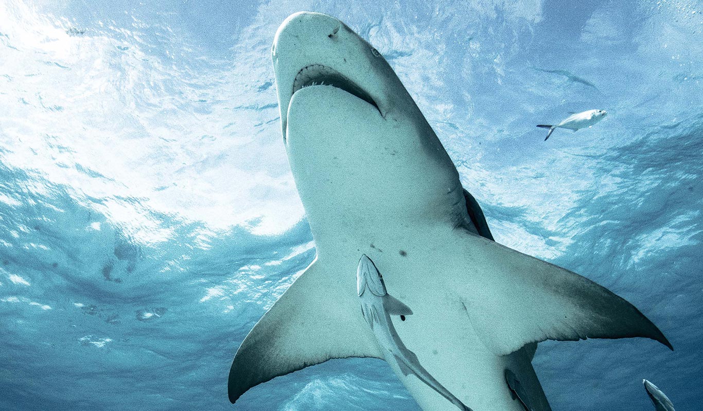 Join Shark Explorer's Tiger Shark Diving Expedition, Bahamas