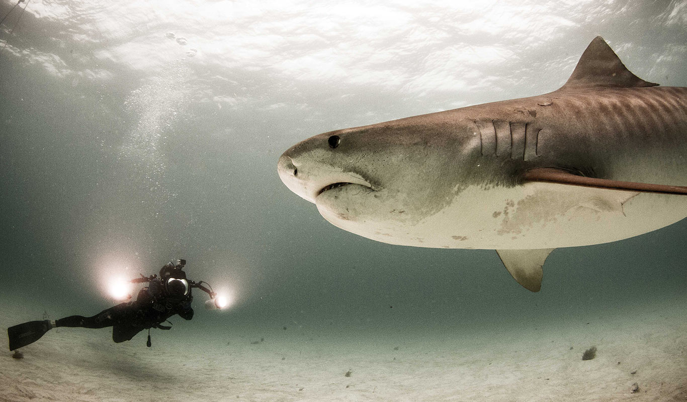 Join Shark Explorer's Tiger Shark Diving Expedition, Bahamas
