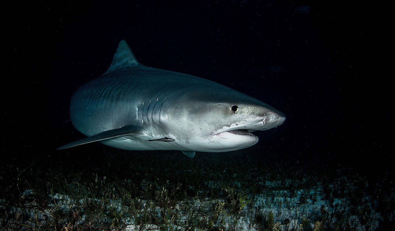 Join Shark Explorer's Tiger Shark Diving Expedition, Bahamas