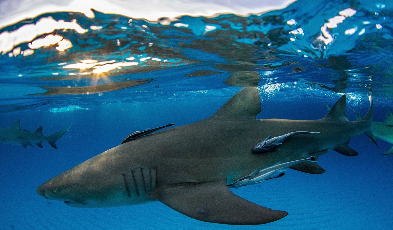 Join Shark Explorer's Tiger Shark Diving Expedition, Bahamas
