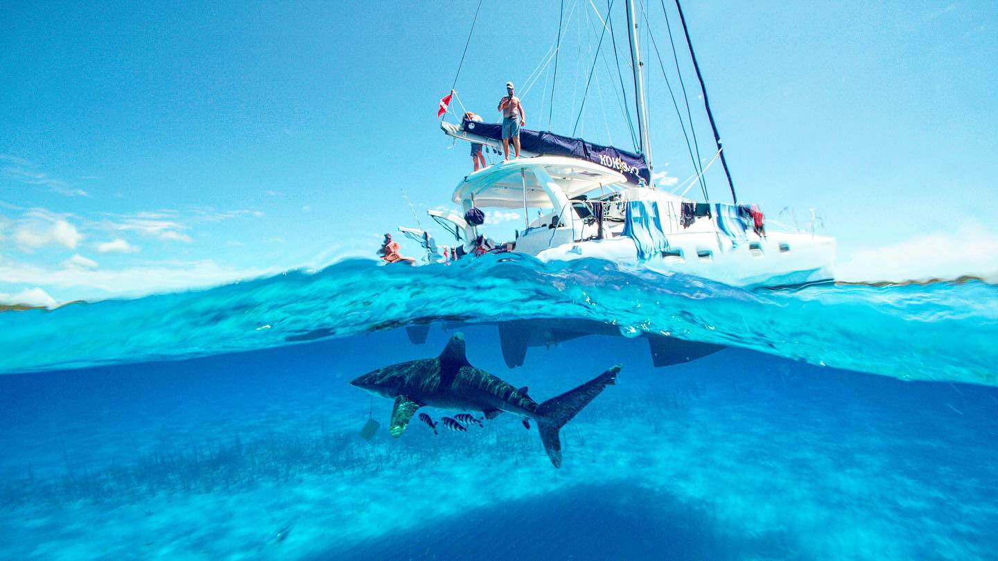 Join Shark Explorer's Tiger Shark Diving Expedition, Bahamas